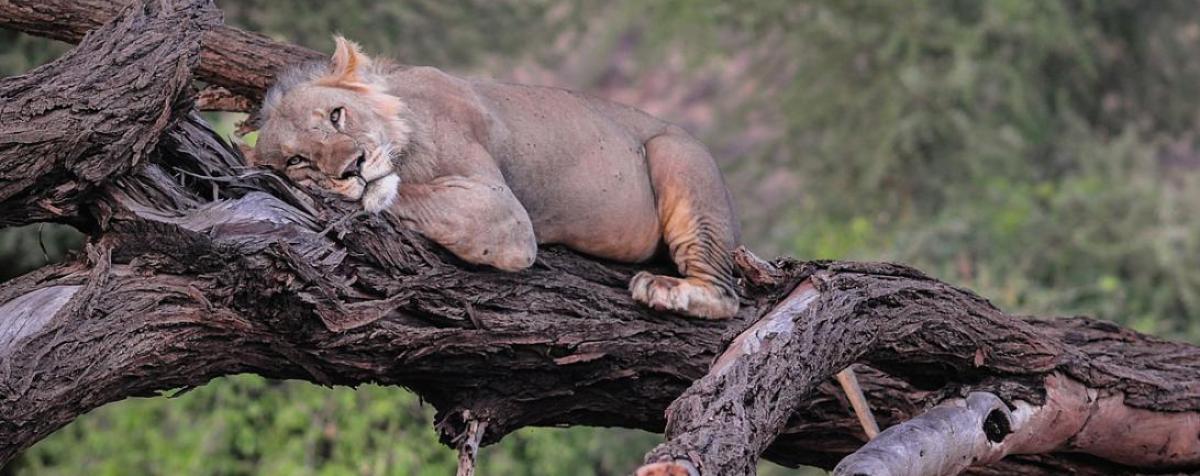 lion in a tree